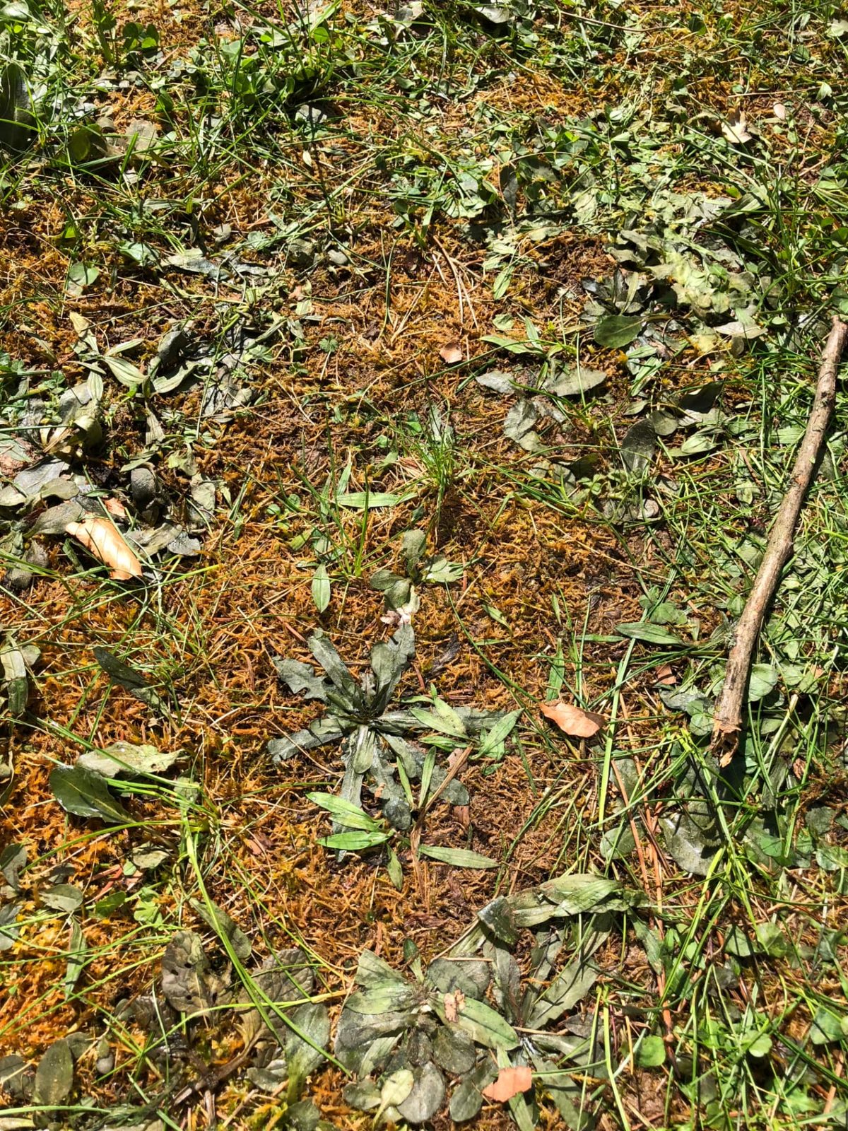 Nahaufnahme der abgestorbenen Vegetation nach der Heißwasserbehandlung