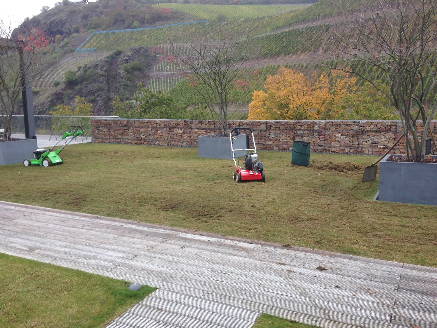 Rasenfläche am Weingut wird vertikutiert, Rasenfilz in Reihen abgetragen