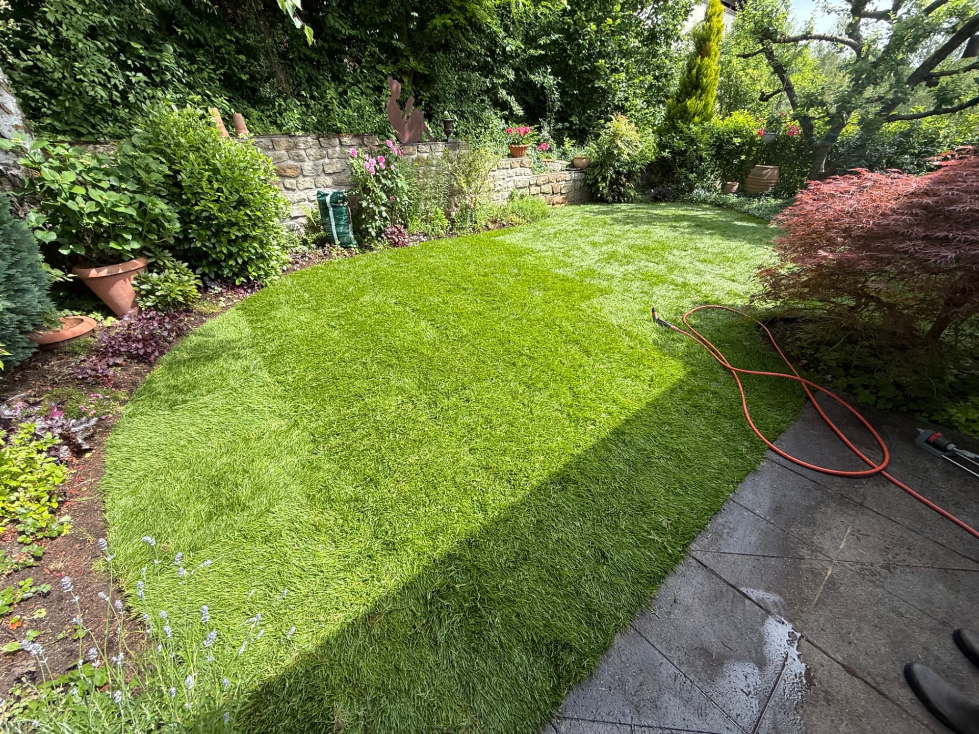 Fertig verlegter, dichter Rollrasen mit sauberer Kantenführung zur Terrasse